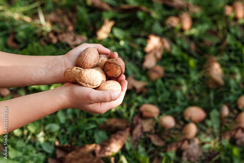 Walnuts harvest in hands on a background of nuts in green grass.