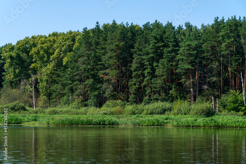 Сосновый бор по берегам реки Волги.