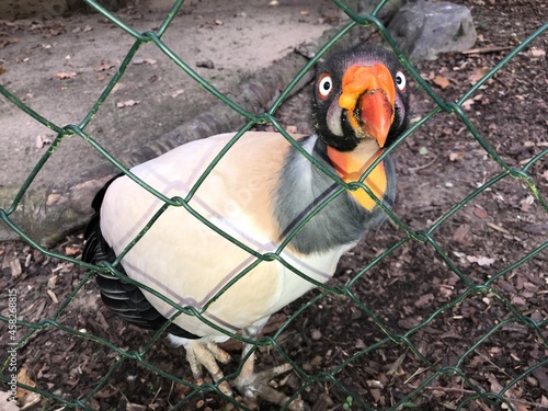 Hundeblick eines Vogels im Käfig. Königsgeier (Sarcorhamphus papa) in einem Gehege mit Maschendrahtzaun. King vulture bald american scavenger Gerupftes Huhn armer Vogel.Gothic Scavanger in combat mode photo