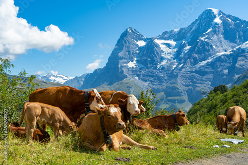 Eiger  M  nch  Jungfrau