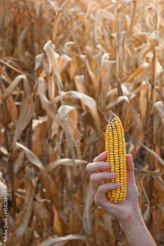 vertical shot of woman's hand holding corn cob