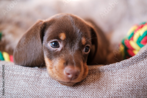 cute chocolate-colored dachshund puppy on a sunbed