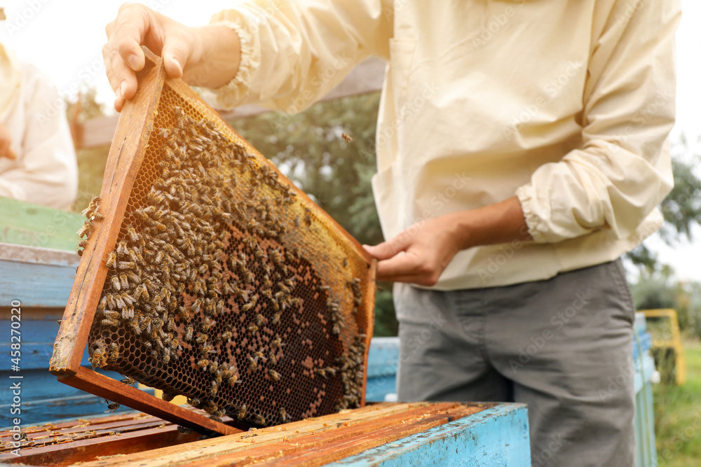 Beekeeper in uniform taking frame from hive at apiary, closeup. Harvesting honey Beekeeper in uniform taking frame from hive at apiary, closeup. Harvesting honey