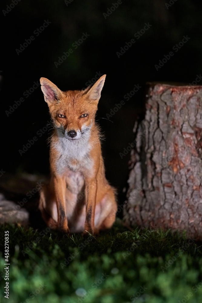 Obraz premium Fox at night in the countryside