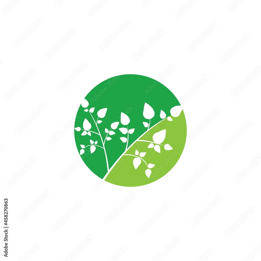 Moringa leaf illustration vector template Moringa leaf illustration vector template