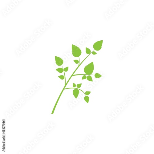 Moringa leaf illustration vector template