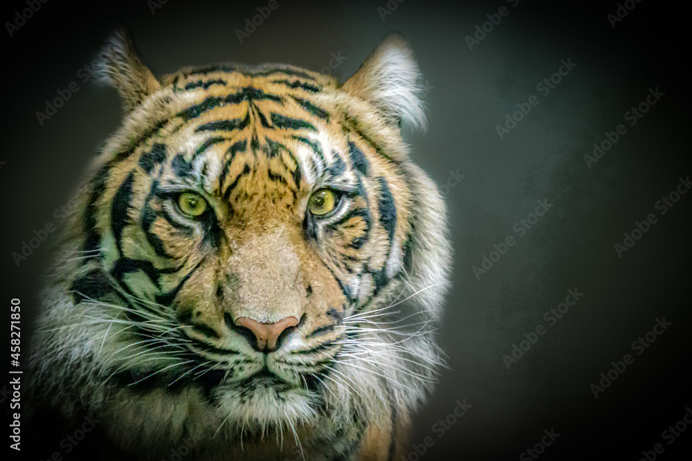 wild tiger portrait head with dark background wild tiger portrait head with dark background