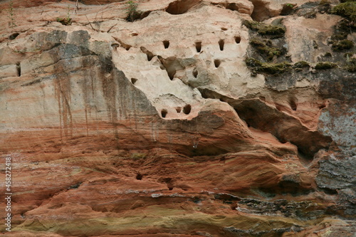 Felswand mit höhlenbrütenden Vögeln 1