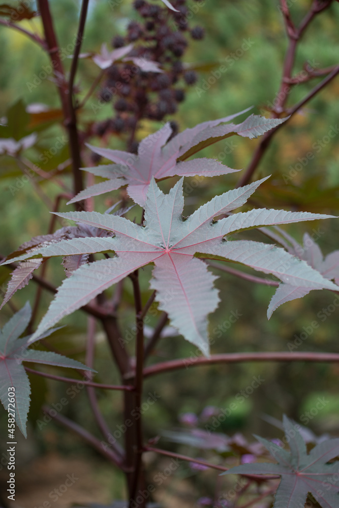 Ricinus communis (castor bean or oil plant) grows tall in a garden bed Ricinus communis (castor bean or oil plant) grows tall in a garden bed