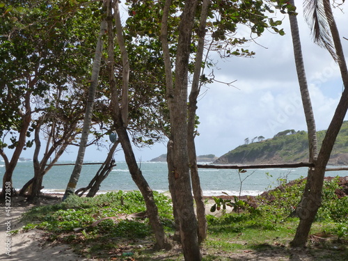 tropical beach with mangroves, caribbean © Jens