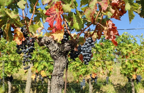 Merlot grapes hanging on vine in autumn, just before the grape harvest 