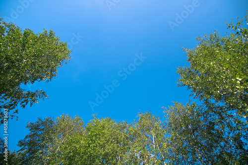 Fototapeta Naklejka Na Ścianę i Meble -  blue sky against a background of green trees