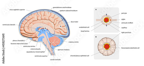 Diagram Illustrating Cerebrospinal Fluid CSF in the Brain Central Nervous System. Brain structure,2d graphic, photo