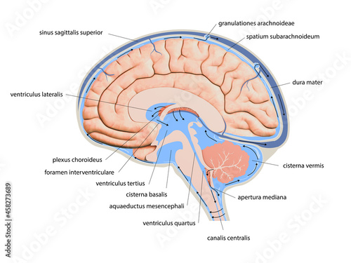 Diagram Illustrating Cerebrospinal Fluid CSF in the Brain Central Nervous System. Brain structure,2d graphic, photo