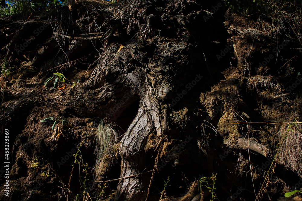 roots in the forest roots in the forest