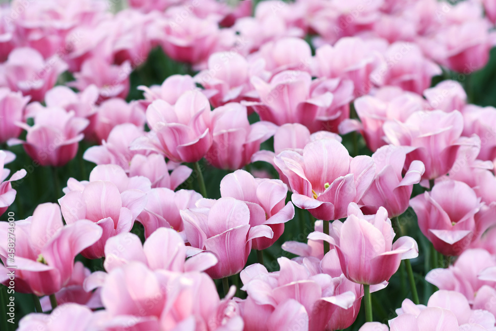 Spring blossoming tulips in garden, springtime bright flowers in the field, pastel and soft floral card, selective focus, shallow DOF, toned Spring blossoming tulips in garden, springtime bright flowers in the field, pastel and soft floral card, selective focus, shallow DOF, toned