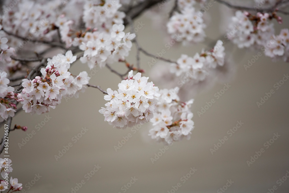 ソメイヨシノ　桜　桜の花　日本的　日本の春