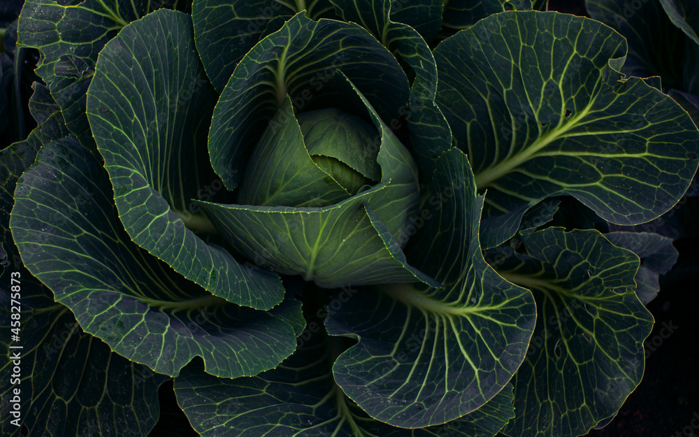 Obraz premium Juicy ripe cabbage grows in farm fields. A healthy rich vegetable for cooking. Cabbage head for vegetarians. A delicious and healthy product. A whole field of growing cabbage. A beautiful field 