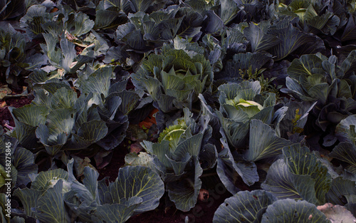 Juicy ripe cabbage grows in farm fields. A healthy rich vegetable for cooking. Cabbage head for vegetarians. A delicious and healthy product. A whole field of growing cabbage. A beautiful field 