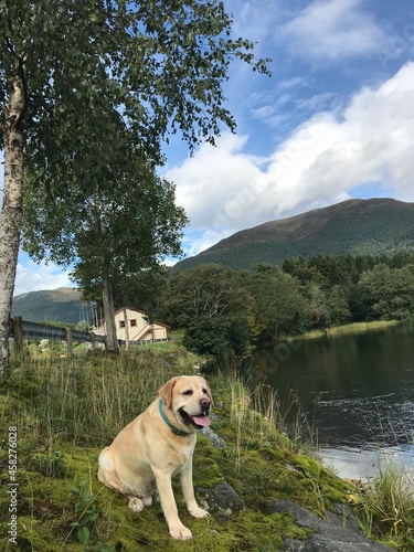 dog on the lake