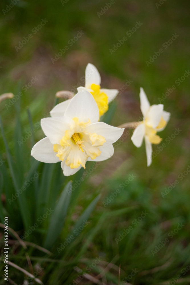 水仙 春 春の花 水仙 春 春の花