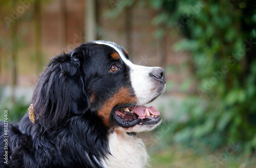 The portrait of Bernese Mountain Dog, profile 