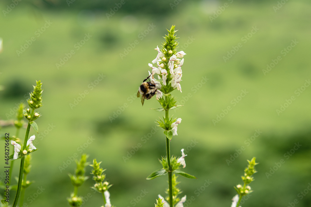 A honeybee pollinates a wild wildflower. Insect close-up. Blurred background. A honeybee pollinates a wild wildflower. Insect close-up. Blurred background.