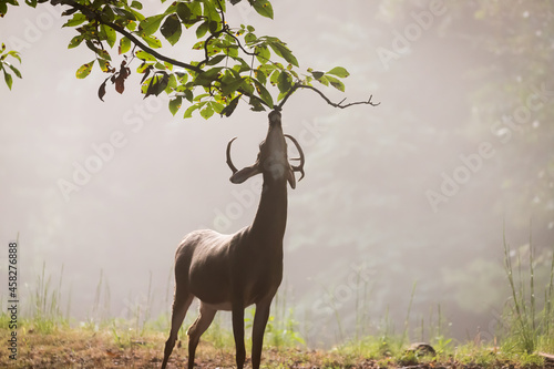 A male buck white tailed deer eating leaves from a tree in the early morning fog.
