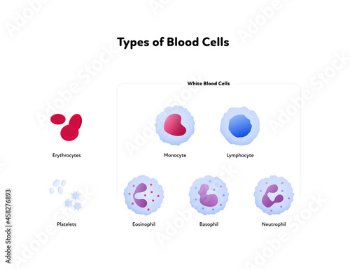 Types of blood cell and analysis concept. Vector flat healthcare illustration. Collection of red and white cells color icon symbol isolated on white background. Design for health care.