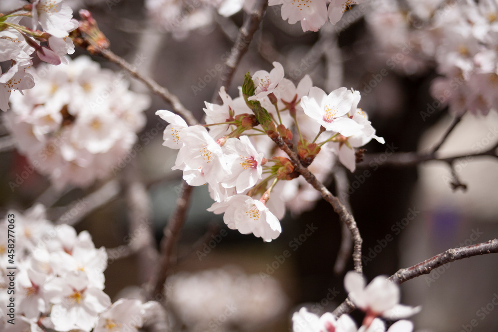 ソメイヨシノ　桜　桜の花　春　日本的