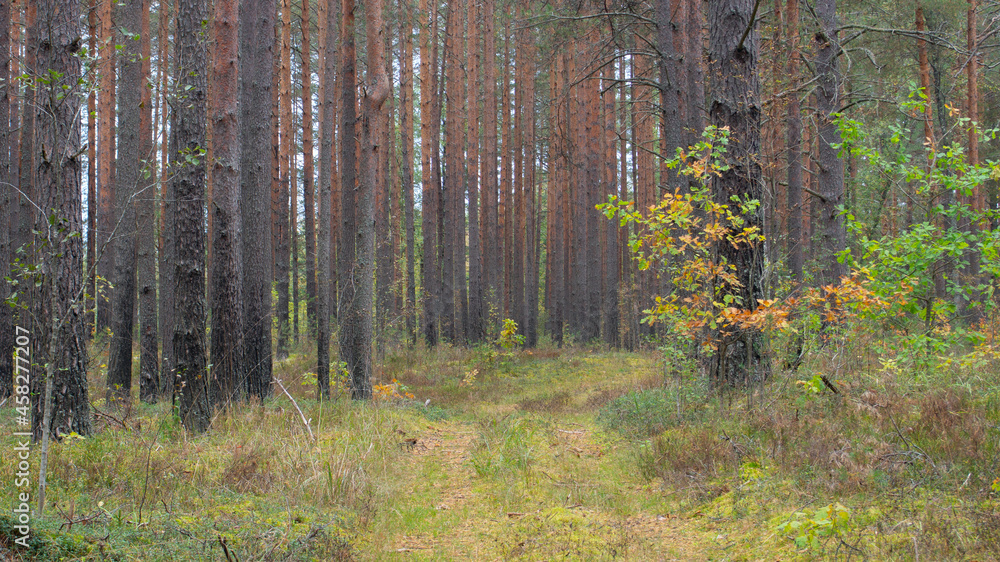 Fototapeta premium The trail in the forest. Autumn pine forest.