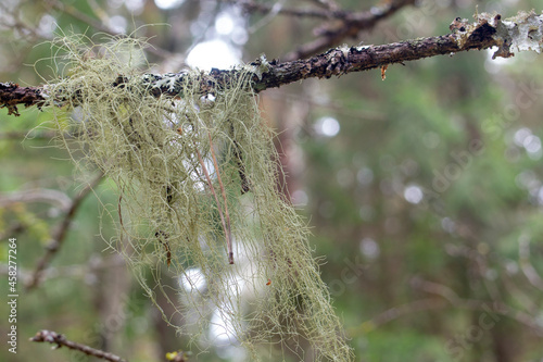 lichen usnea bearded growing on a tree, close-up