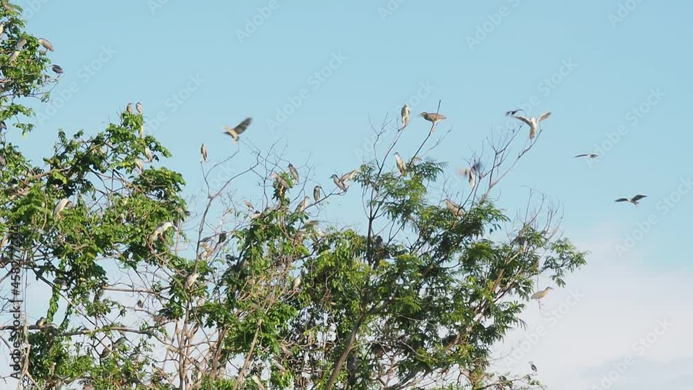 Many of stork birds or heron birds live on the treetops. Many of stork birds or heron birds live on the treetops.