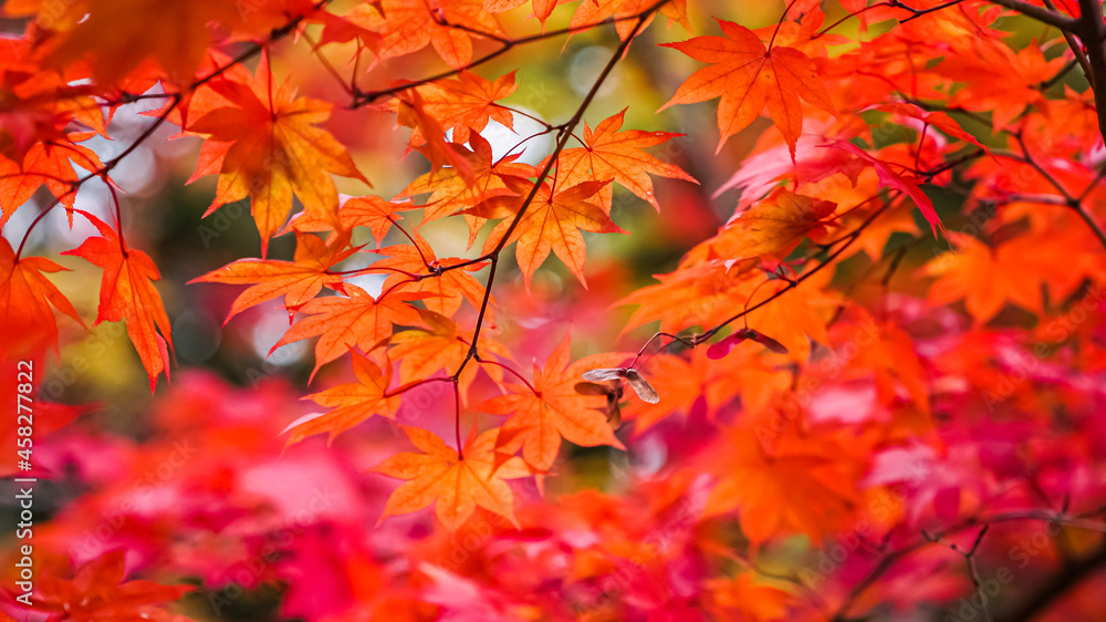 red leaves red leaves
