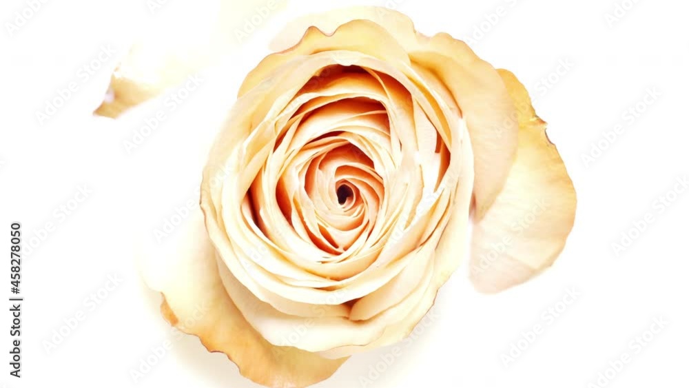 Top view macro shot of beige rose flower is drowning in milk | Rose face milk commercial Top view macro shot of beige rose flower is drowning in milk | Rose face milk commercial
