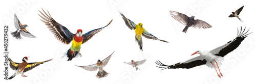 group of birds flying in the air isolated on white background