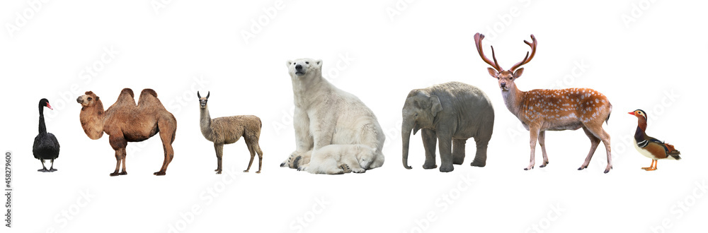 Large group of wild animals of the zoo together on a white background Large group of wild animals of the zoo together on a white background
