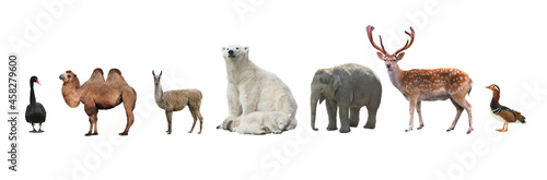Large group of wild animals of the zoo together on a white background