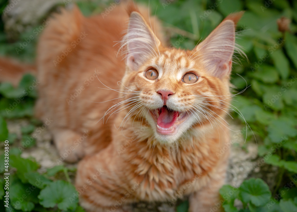 Playful ginger Maine Coon kitten lies outdoors. Beautiful big Red cat.