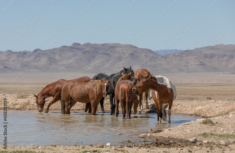 Fototapeta premium Herd of Wild Horses at a Desert Waterhole in Utah