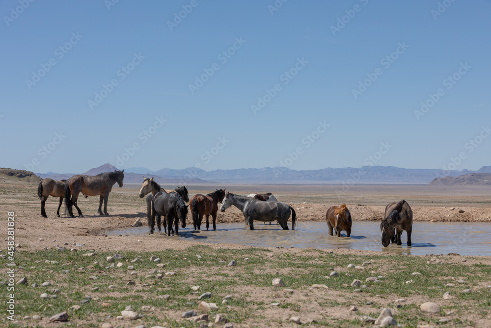 Herd of Wild Horses at a Desert Waterhole in Utah Herd of Wild Horses at a Desert Waterhole in Utah