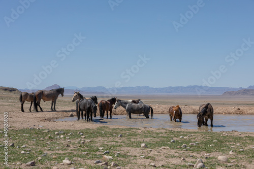 Herd of Wild Horses at a Desert Waterhole in Utah © natureguy