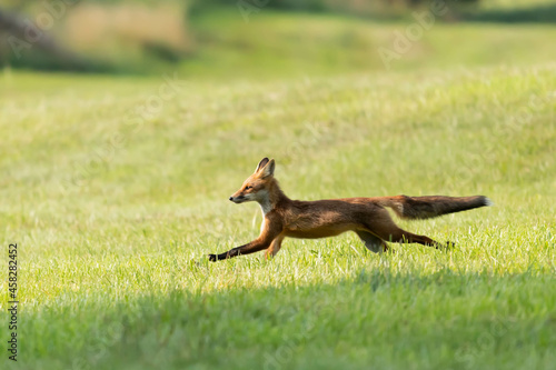 lis pospolity Vulpes vulpes