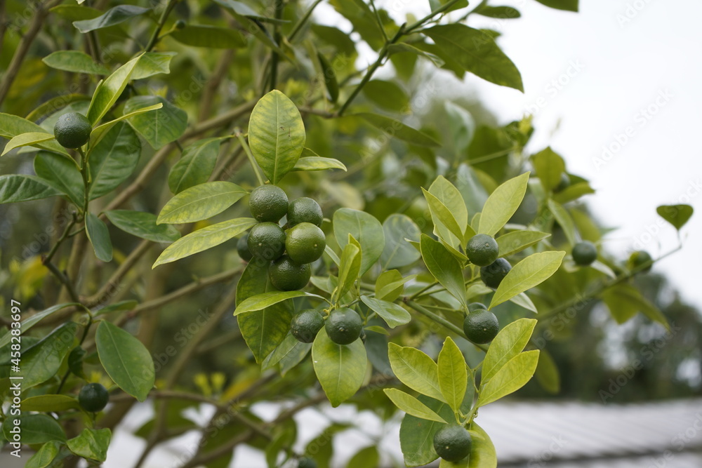 Citrua deliciosa ,Michal, Rutaceae family. Citrua deliciosa ,Michal, Rutaceae family.