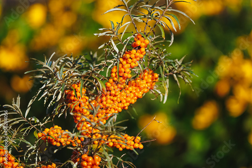Branch of sea buckthorn berries in bright golden sun on blurry background of orange flowers. Warm autumn colors Harvesting a rich harvest of berries in autumn Benefits and vitamins of natural products