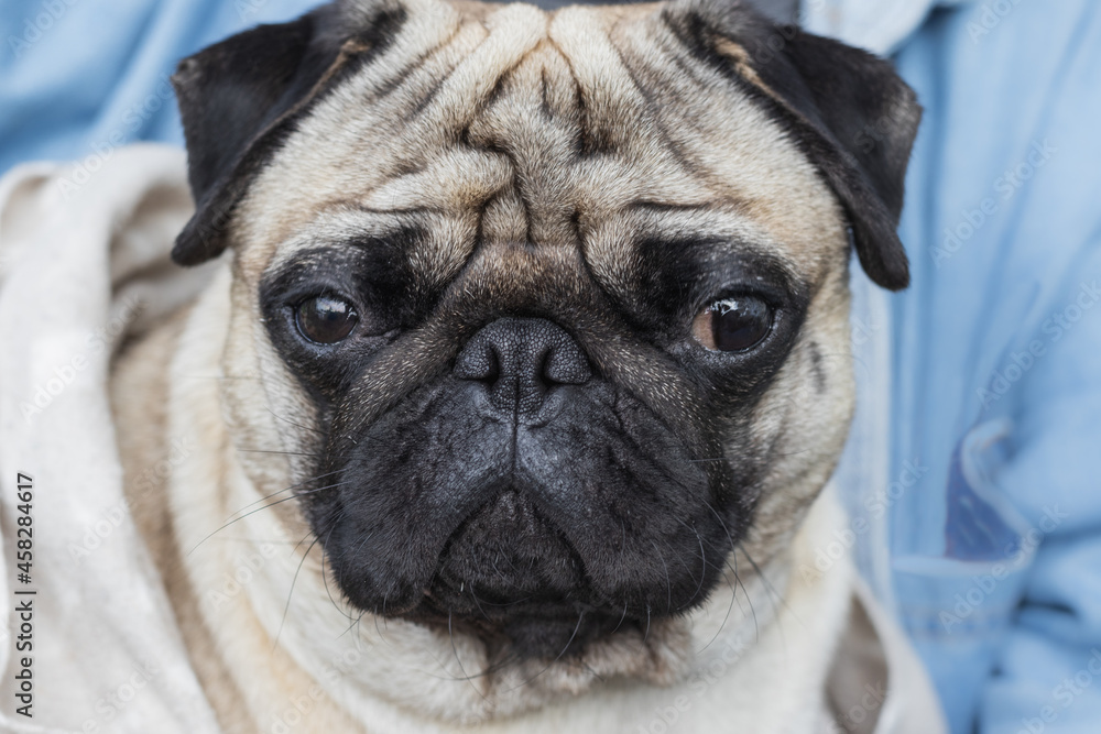 Portrait of a pug dog, close-up.