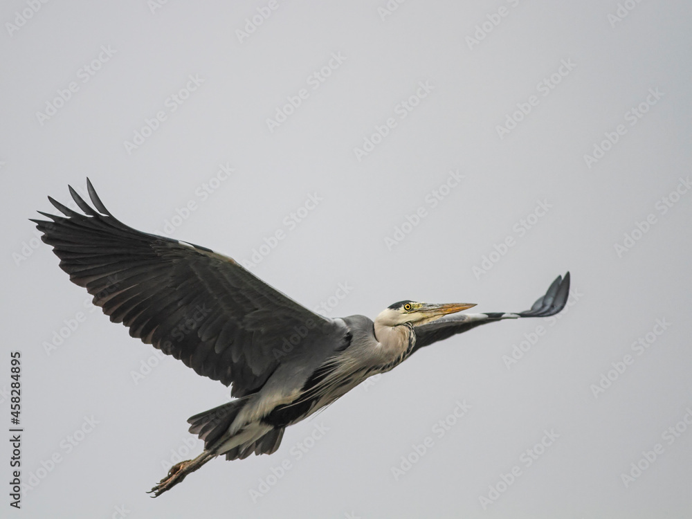 Obraz premium Heron in flight