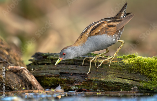 Little crake bird ( Porzana parva ) photo