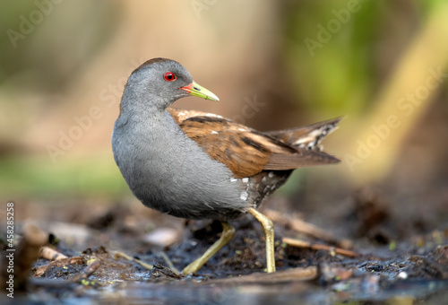 Little crake bird ( Porzana parva )