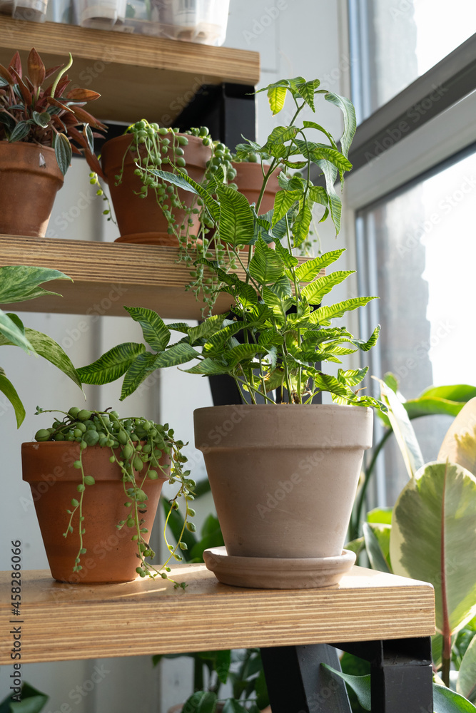 krestovnik and fern on the wooden staircase by the window